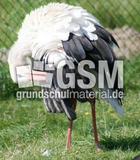 Weißstorch-6.jpg